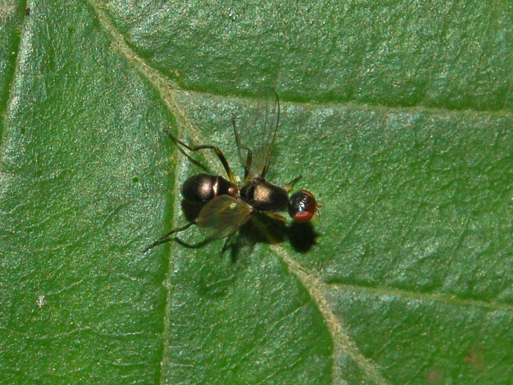 Sepsis sp. (Sepsidae).